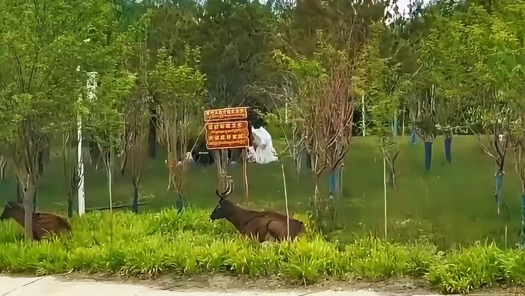 白唇鹿和市民共享城市绿地