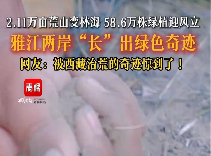 2.11万亩荒山变林海,58.6万株绿植迎风立
