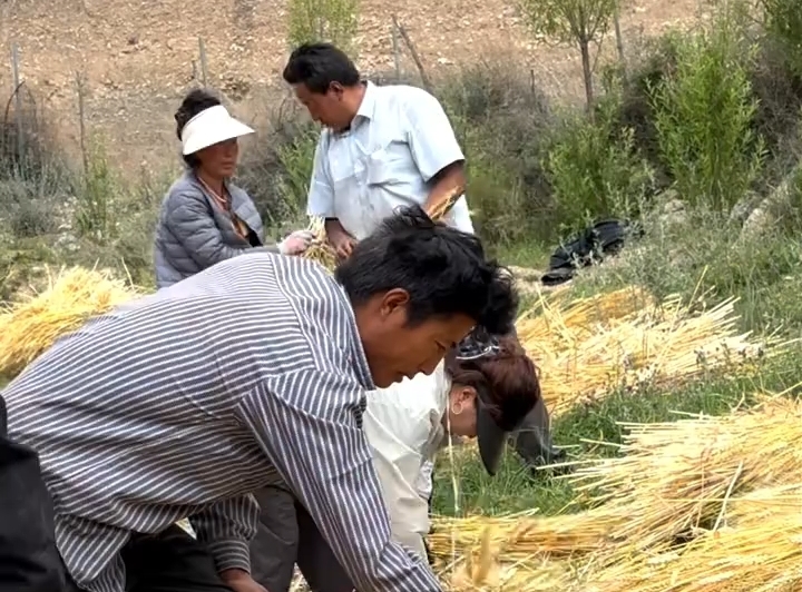 风吹麦浪涌，丰收喜悦藏不住了
