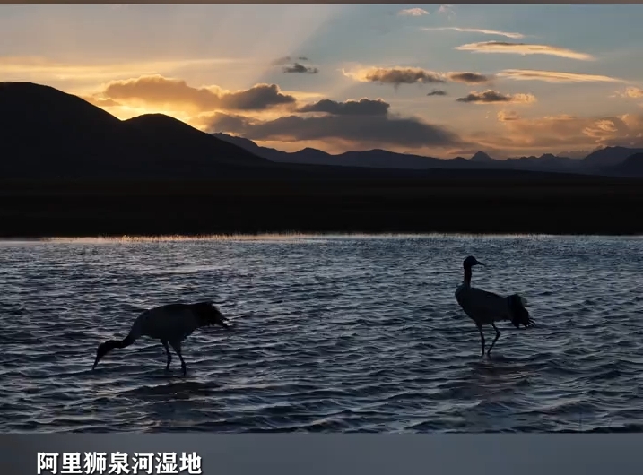 晚霞覆满狮泉河，黑颈鹤赴一场暮色之约