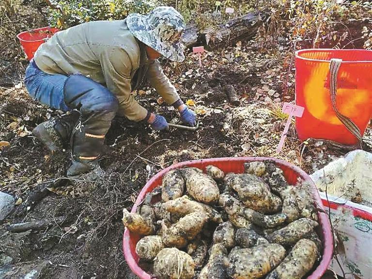 波密走出生态保护与增收双赢:林海孕育