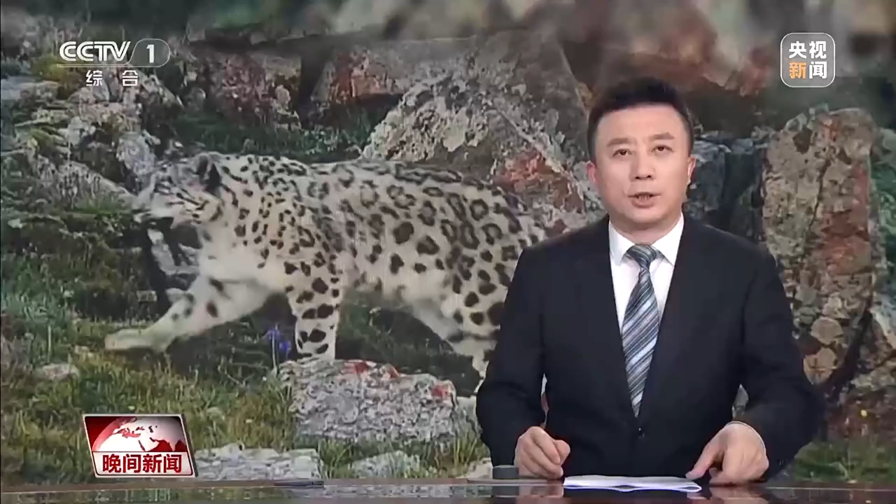 美丽中国行丨青海三只被救护雪豹迎“深度体检”
