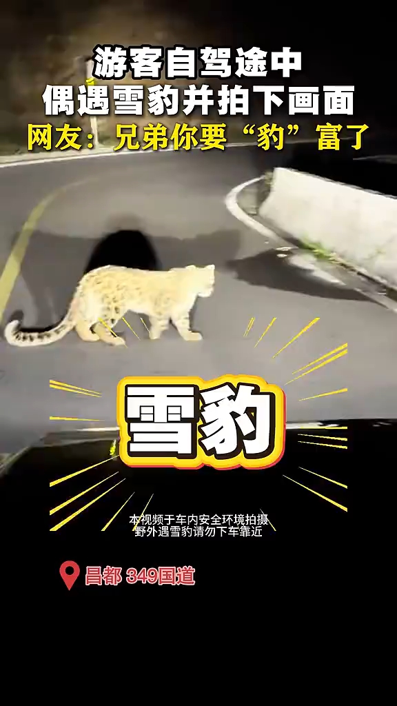 途中偶遇，网友：兄弟你要“豹”富了