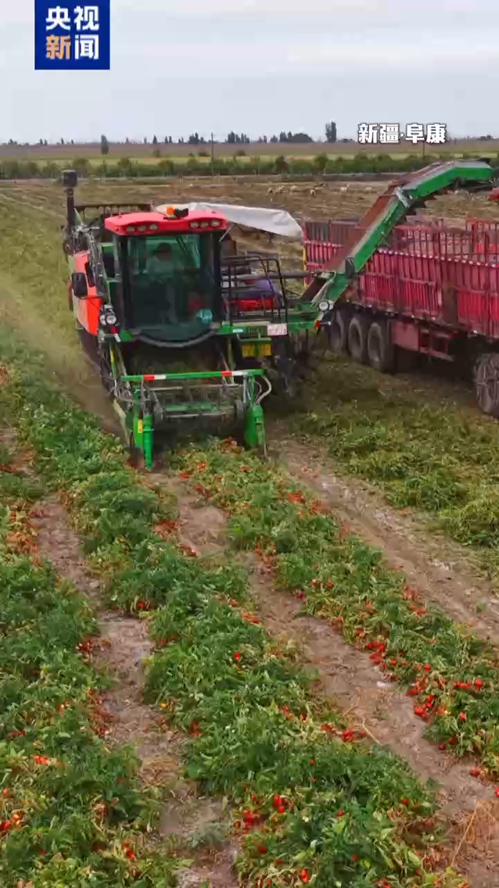 视频丨新疆番茄熟了！这台采收机靠“眼力”精准识别青红
