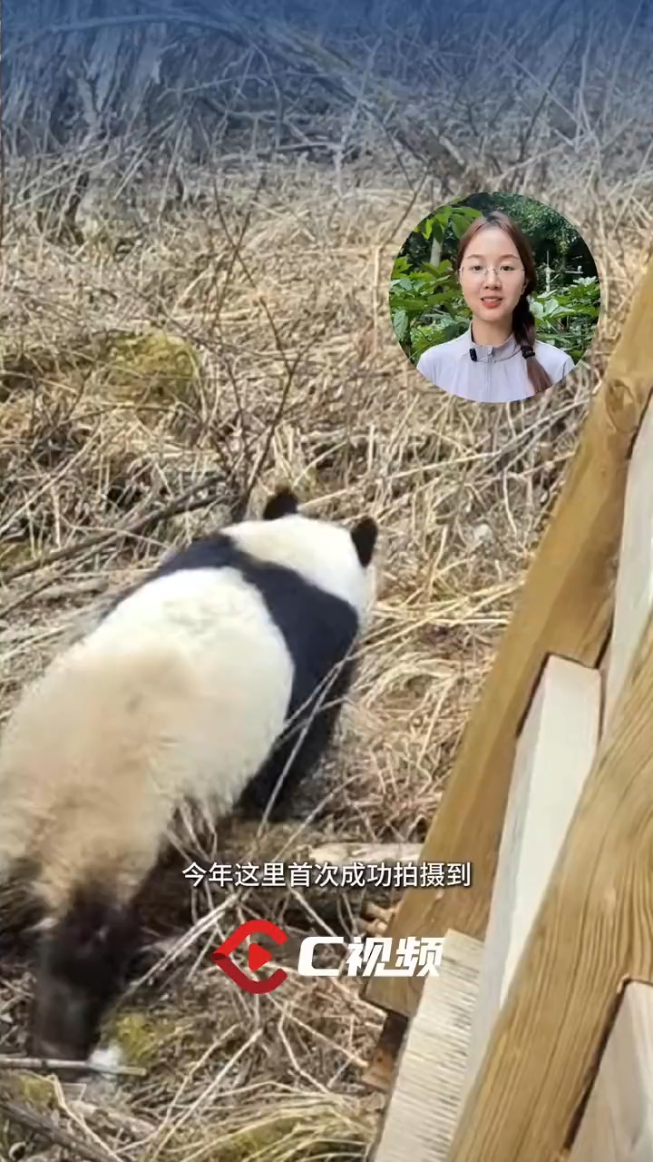 天蓝水清林绿，珍稀动物回家了丨长江十年行<br>