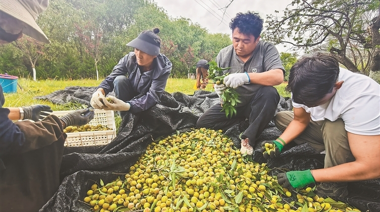 嘎拉村的“甜蜜事业”：从桃花烂漫到硕果满枝