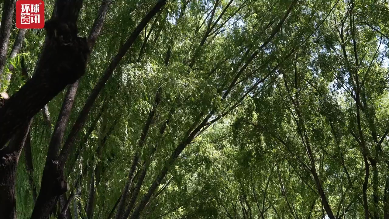 遇见中国| 埃及青年:看得越多 越感受到中国的美好