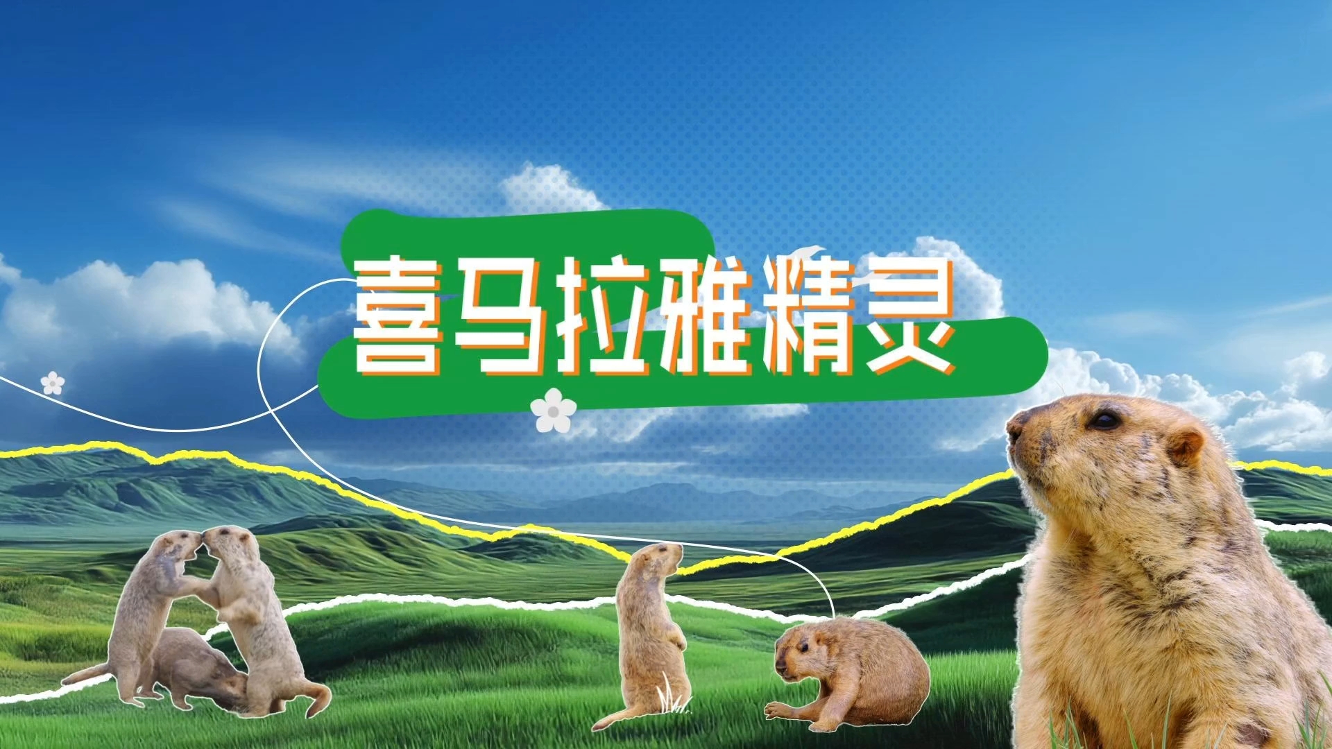 土拨鼠能有什么烦恼呢?遇到事情先“给嘿嘿”