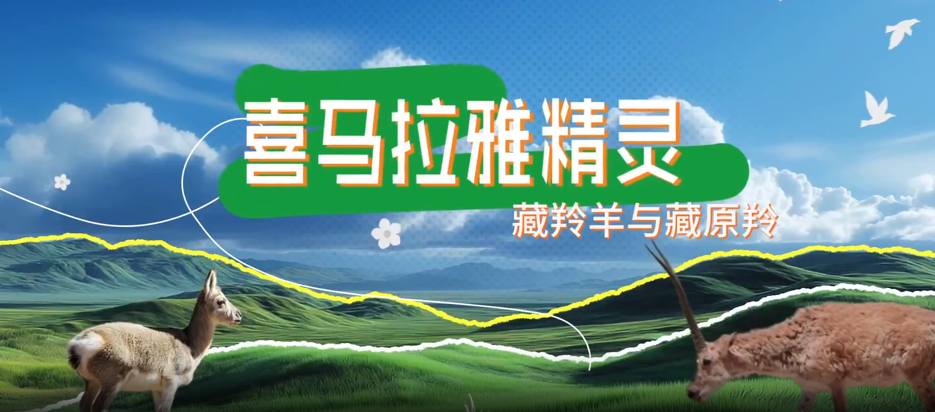 藏羚羊藏原羚,傻傻分不清楚?