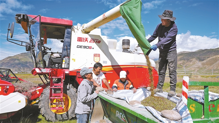 高原沃野 抢收秋粮