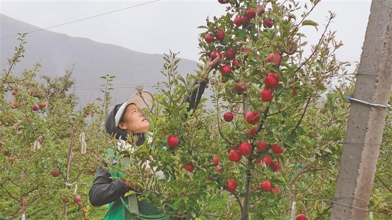 苹果丰收 采摘忙