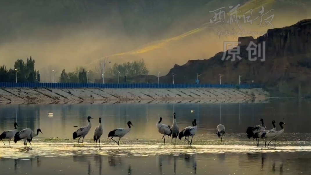 黑颈鹤的西藏林周度假日记