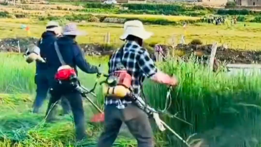 西藏丰收的劳作画卷