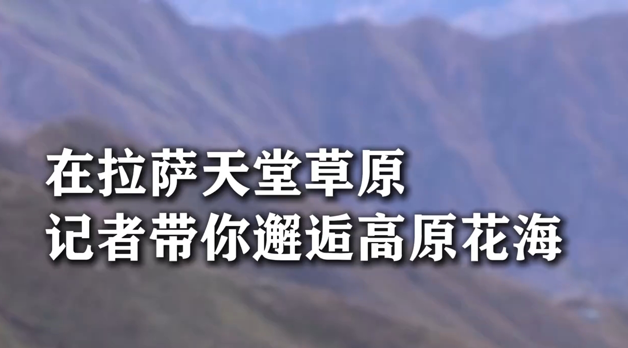邂逅高原花海
