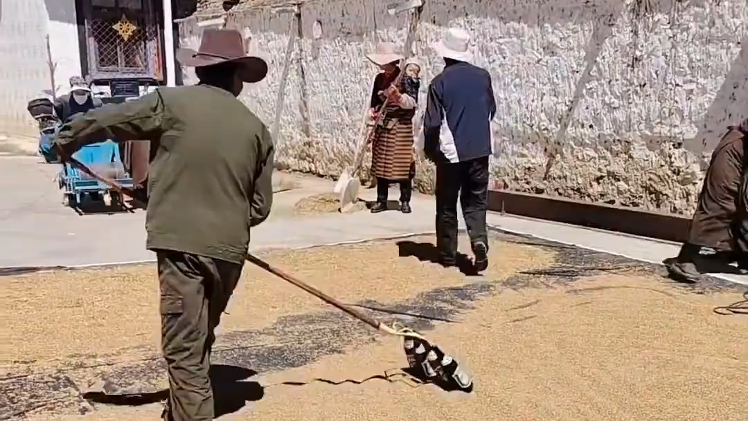 西藏丰收的劳作画卷