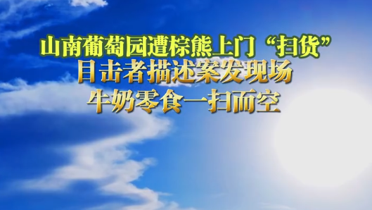 山南葡萄园遭棕熊上门扫货