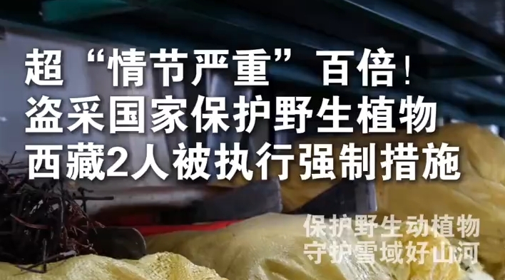 西藏2人盗采大花红景天