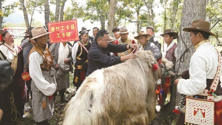 墨竹工卡县2026年度优良畜种竞赛火热开赛